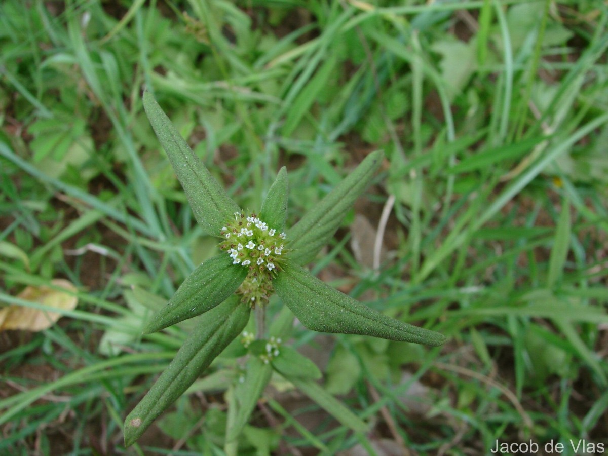 Spermacoce verticillata L.